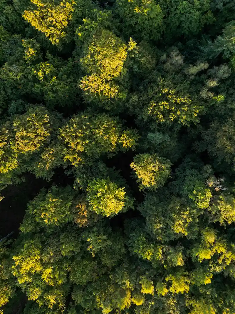 Forsthaus Tornow - Luftaufnahme Wald